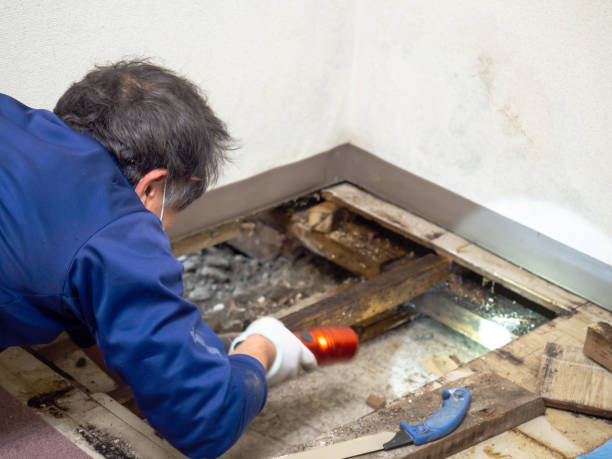 Best Mold Remediation for Specific Building Types in St Cloud, MN