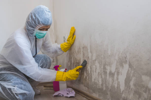 Best Bathroom Mold Remediation in St Cloud, MN