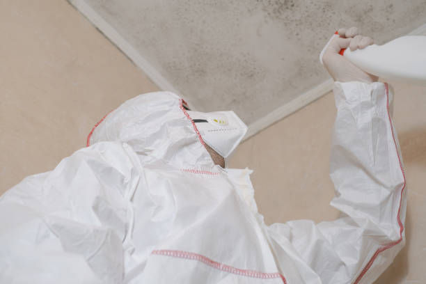 Best Mold Remediation for Schools in St Cloud, MN