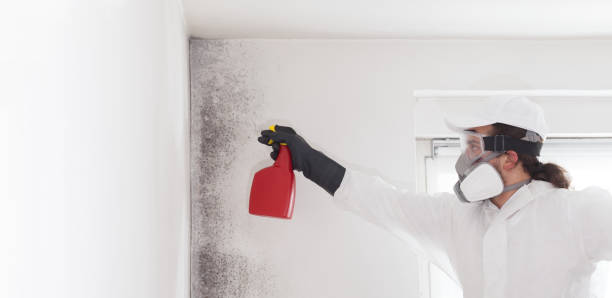 Best Industrial Mold Remediation in St Cloud, MN