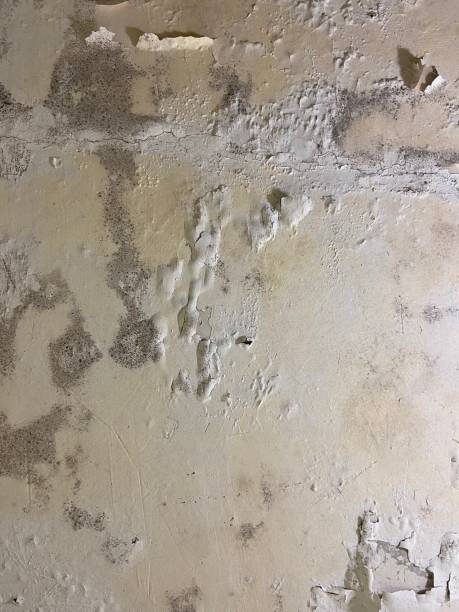 Best White Mold Remediation in St Cloud, MN