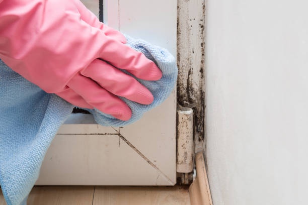 Best HVAC Mold Remediation in St Cloud, MN