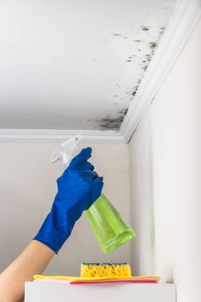 Best Insurance-Related Mold Remediation in St Cloud, MN